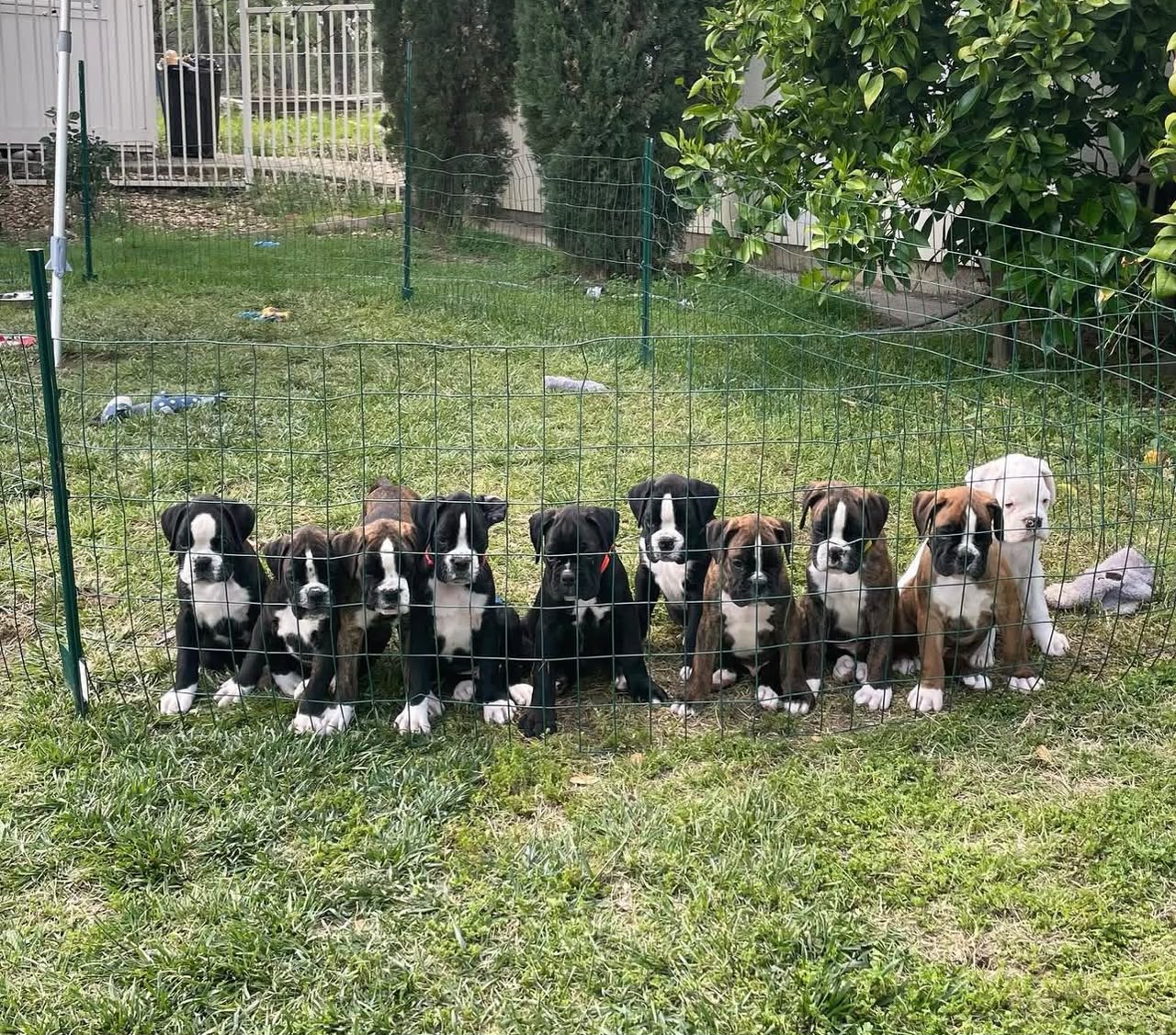 Home-raised Boxer puppies playing and socializing, About Boxer pups