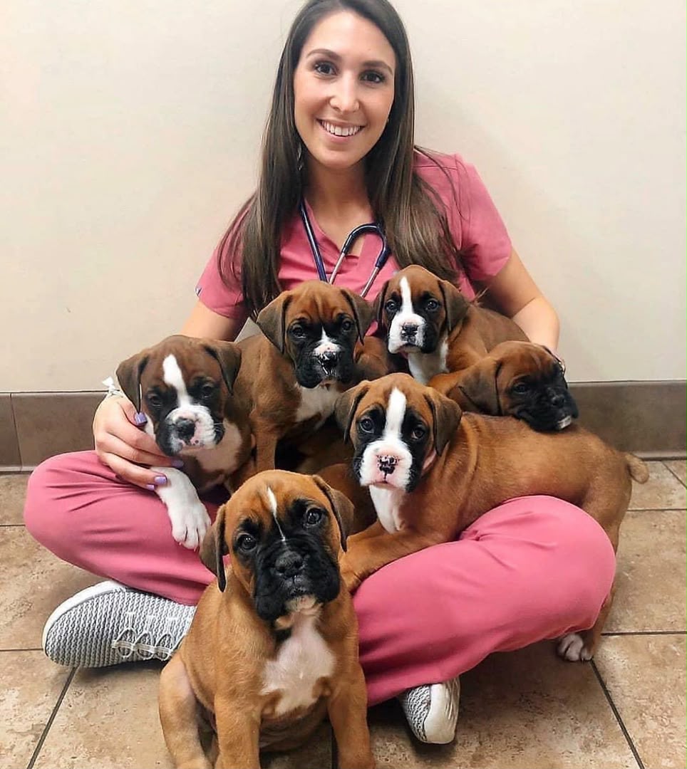 Boxer puppy receiving a veterinary health examination