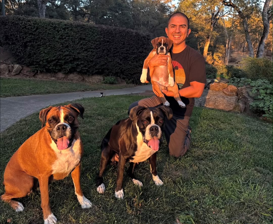 Adult Boxer parents with excellent family temperaments