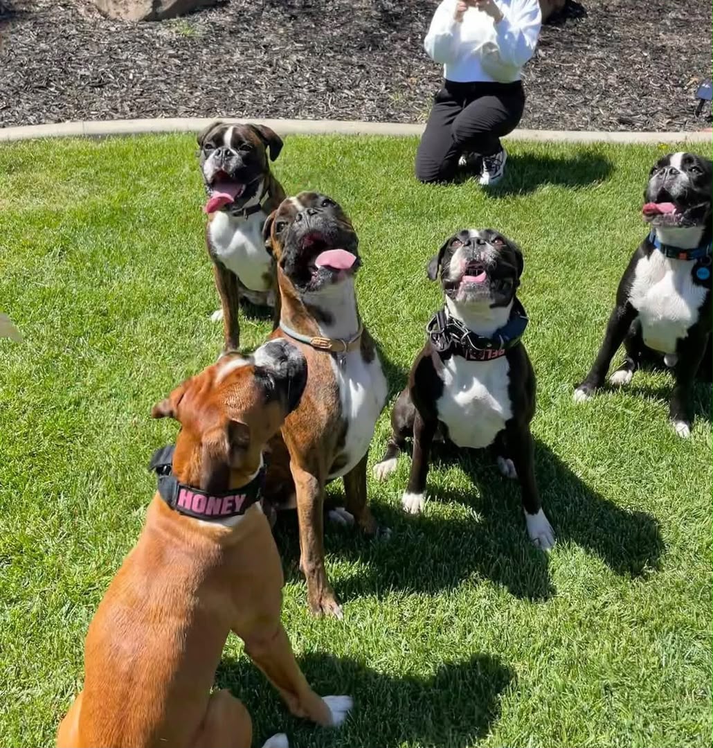 Female Boxer puppy parents