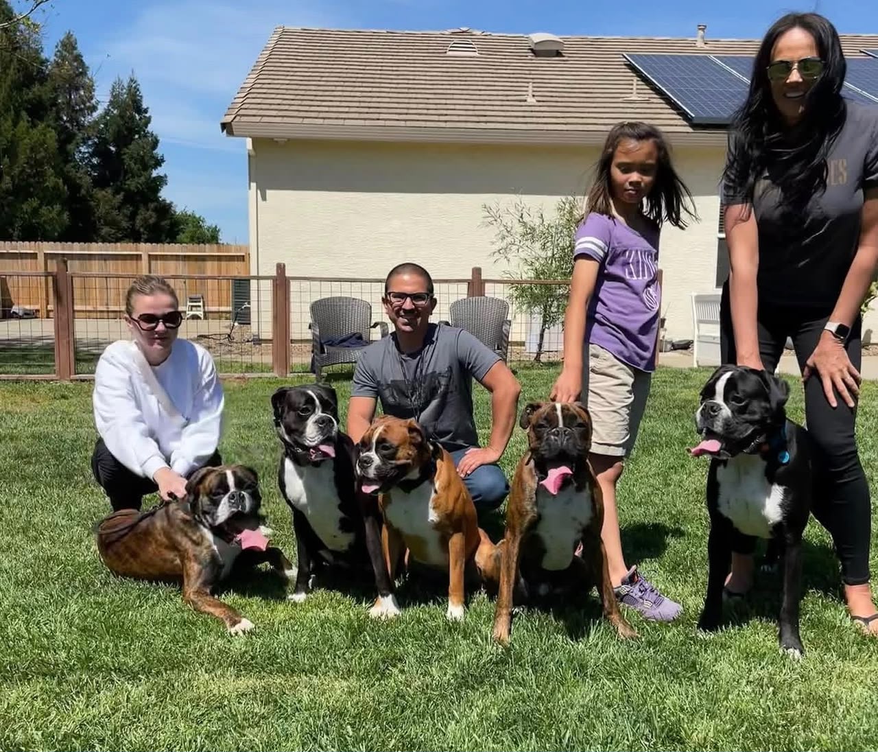 About Happy family Raising Boxer puppies